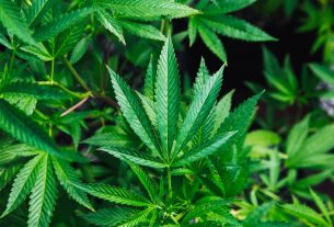 Des plantes de cannabis.