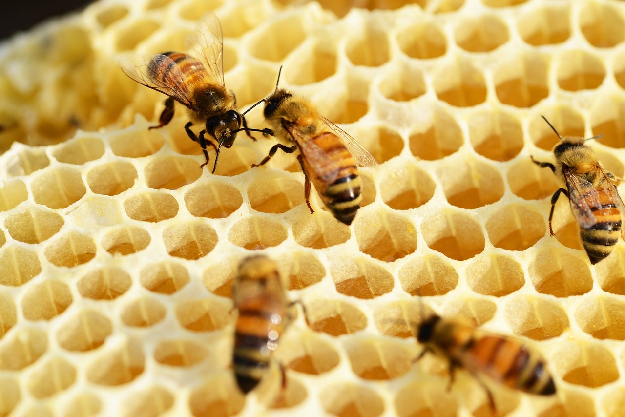 alerte abeilles pollinisateurs