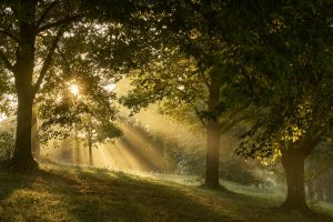 forêts, réchauffement, gardons espoir