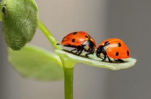 causes majeures disparition insectes agriculture rechauffement